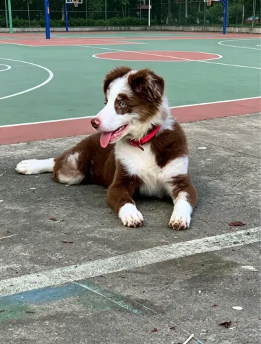 Border collie