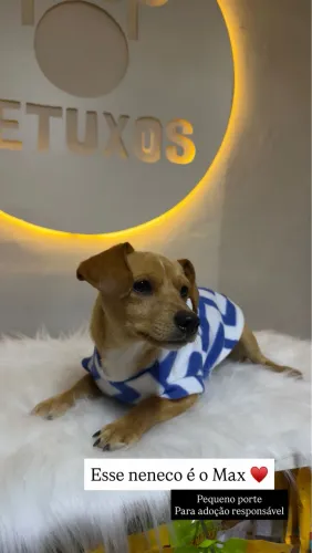 Doação cachorro macho, porte pequeno