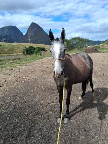 Égua Mangalarga