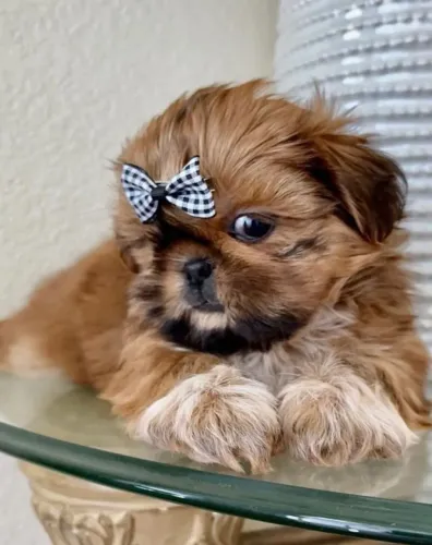 Filhotes de Shih Tzu | Uma vida inteira de lealdade começa agora