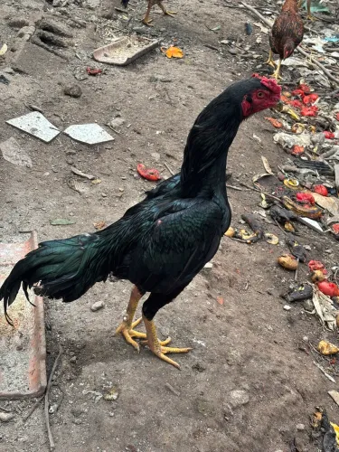 Galo e galinha