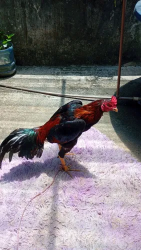 Galos