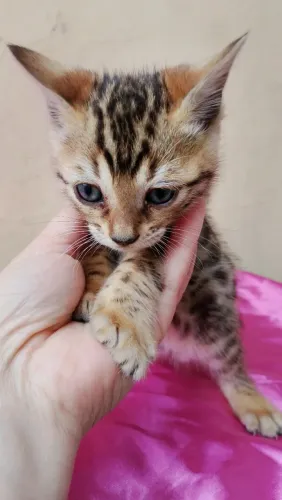 Bengal fêmea