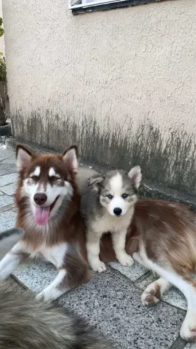 Husky Siberiano