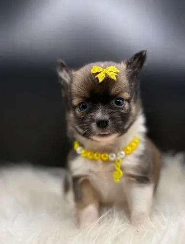 Chihuahua menina pelagem tricolor longa! Fofura que encanta!