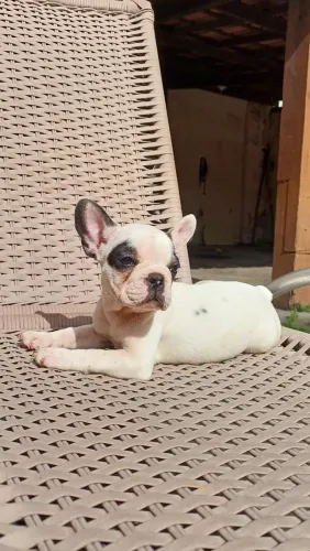 Femeas de bulldog Françês disponivel