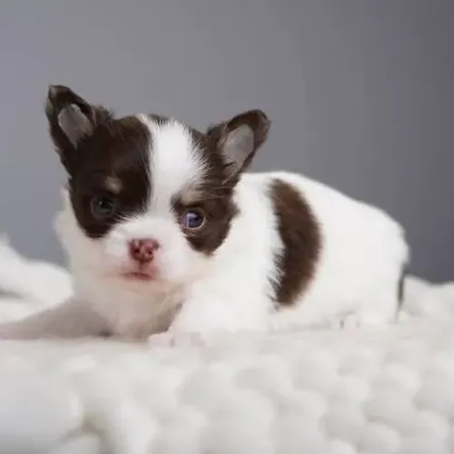 Chihuahua pelo curto filhotes 