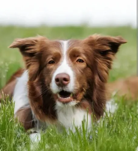 Lindos filhotes de Border Collie .
