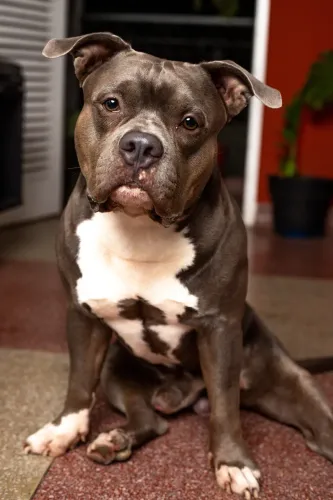 Procuro cachorro para namorar