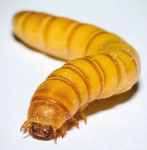 Tenébrio