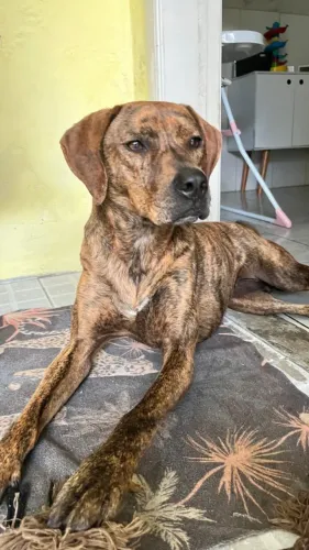 Adoção responsável