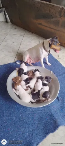 fox x pinscher 
