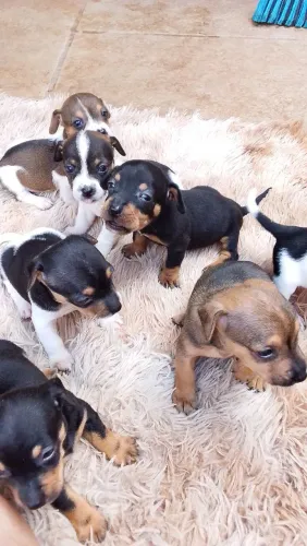 Cachorros pinscher número 1  