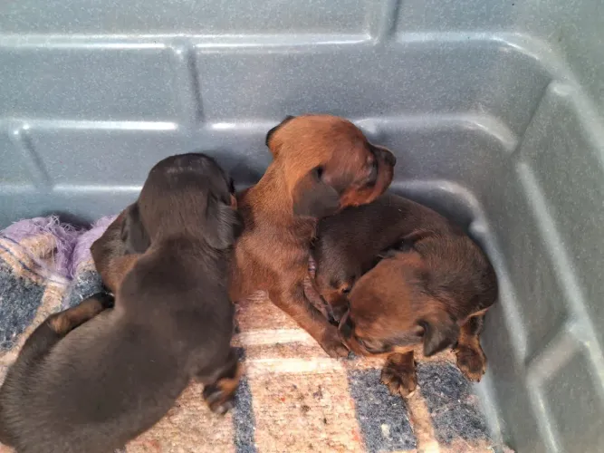Filhotes Pinscher