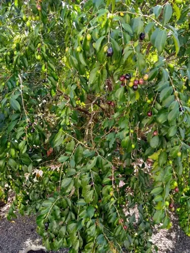 Vendo mudas de Mini caqui uva.