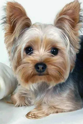 Yorkshire Terrier mine