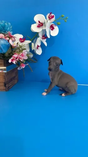 Galgo Italiano filhote disponivel 