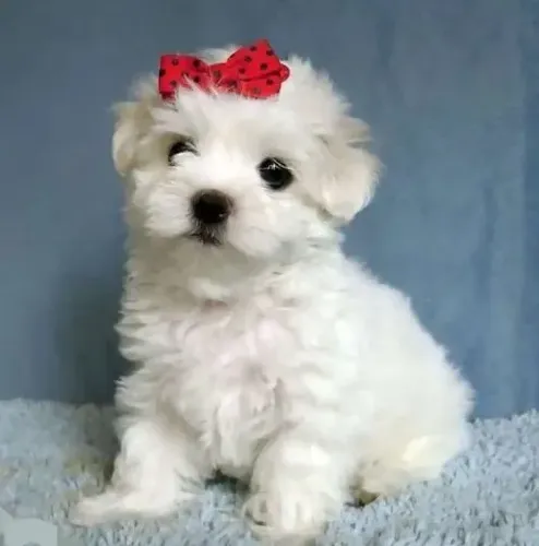 Maltês Babys White Miniatura, Inteligentes e Sociáveis