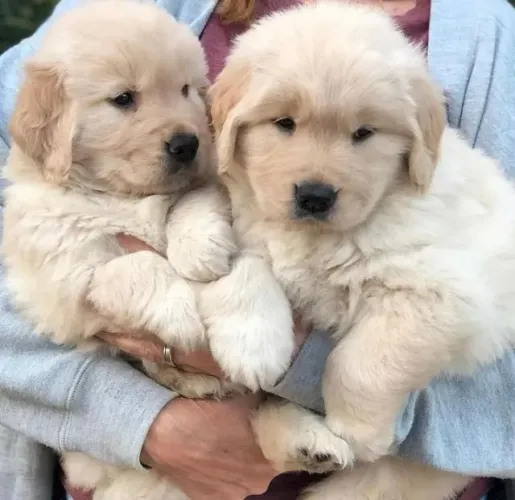 Lindas Golden retriever fêmea com 59 dias vacinadas e com pedigree e com garantias de saúd