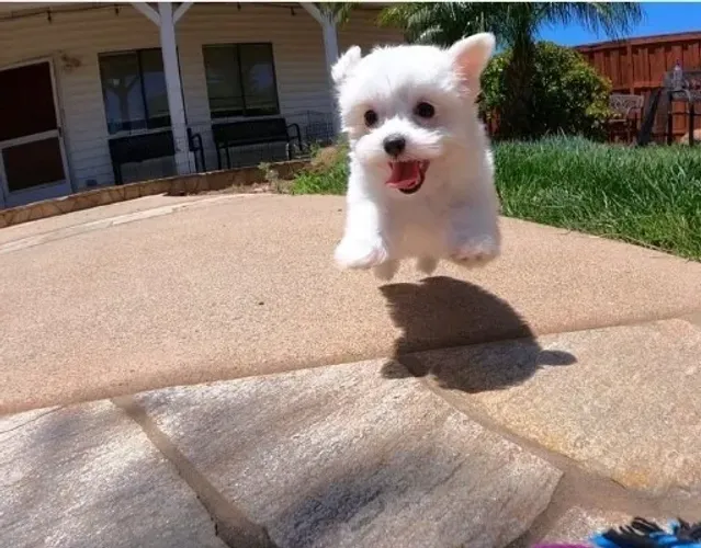 Maltês: A Beleza e Elegância em um Só Cão