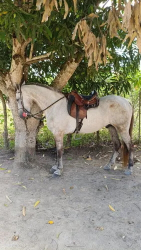 Cavalo Marcha Picada 7 anos