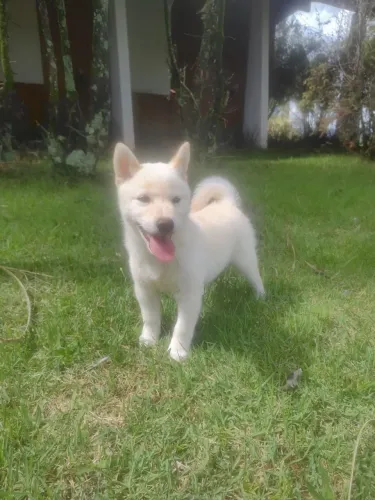 Shiba Inu Branco Fofo e carinhoso