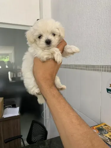 Maltês branco neve. todos os tamanhos