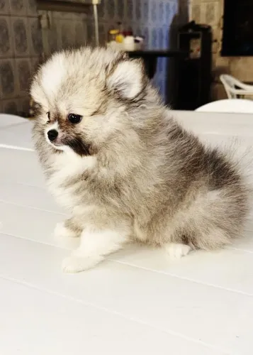 Lulu da Pomerânia simplesmente perfeito