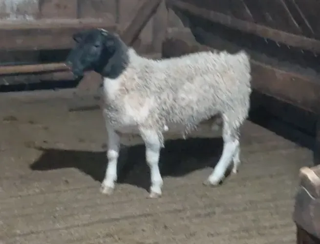 Borrego macho Dorper