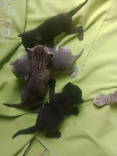 Estou doando quatro gatinhos moro Osasco quem quer me ajude a dar um lar pois ja tenho