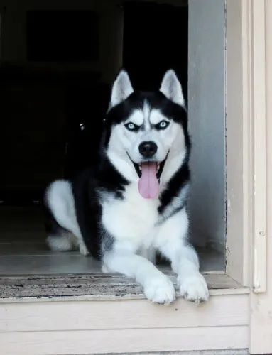 Husky