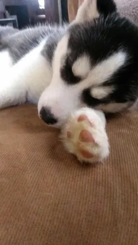 Filhote husky siberiano, cheios de alegria prontos para um novo lar!