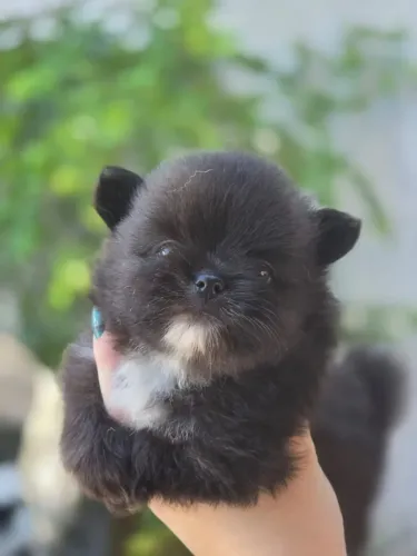 Filhote Macho de Spitz Alemão Anão pp