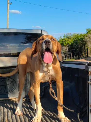 Filhote de Fila Brasileiro Alto Nível 