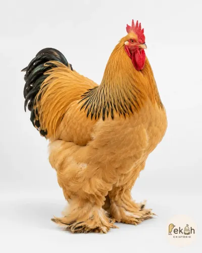Brahma Buff Galinha