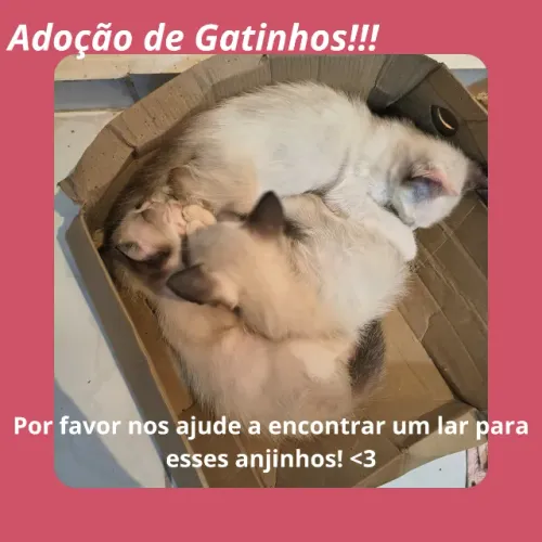 Adoção de Gatinhos!!