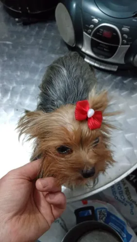 Yorkshire terrier 