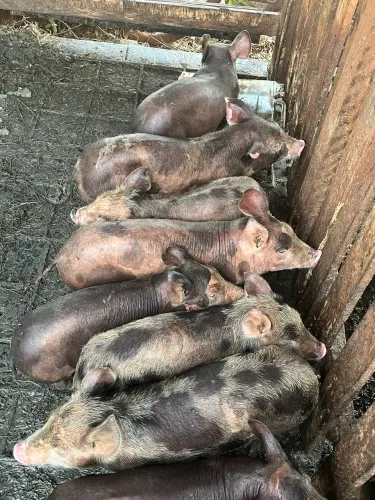 Leitão/porco/desmame