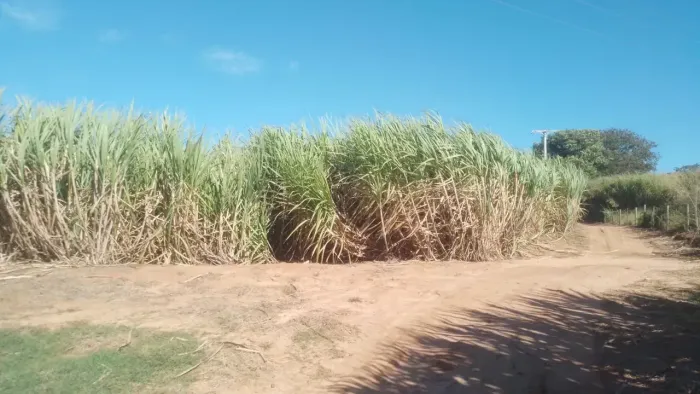 Sítio 13 Alqueires - Arrendado para COFCO - Sebastianópolis do Sul/SP