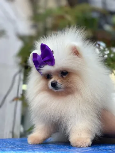 Spitz alemão anão