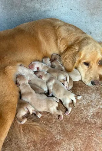 DOA SE FILHOTE DE GOLDEN FÊMEA E MACHO
