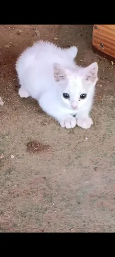 Filhote de gato fêmea para doação