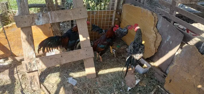 Galos