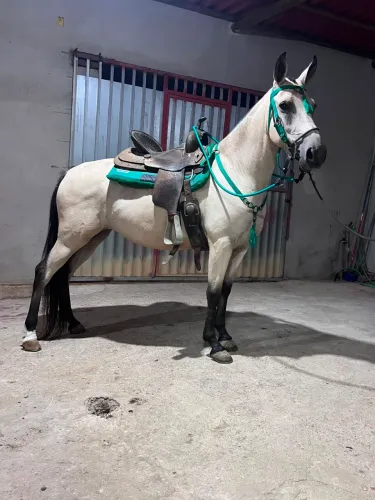 Égua macha picada, manga larga!