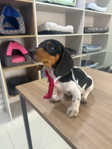 Salsicha Dachshund