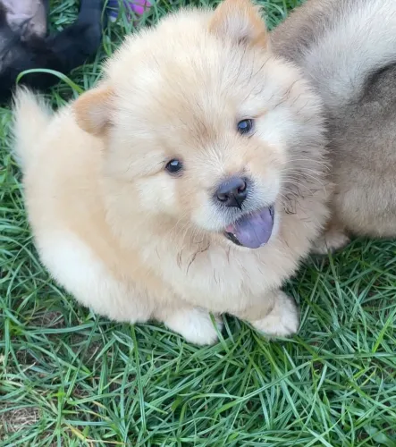 Vende-se filhote de Chow-Chow
