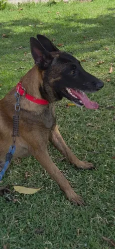 PASTOR BELGA MALINOIS