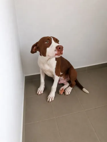 Filhote de pitbul 