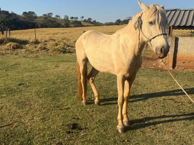 Cavalo Manga Larga