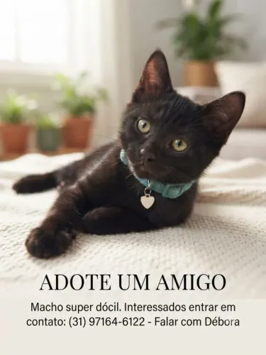 Doação de Gatinhos